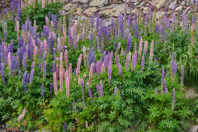 Abbildung Vielblättrige Lupine