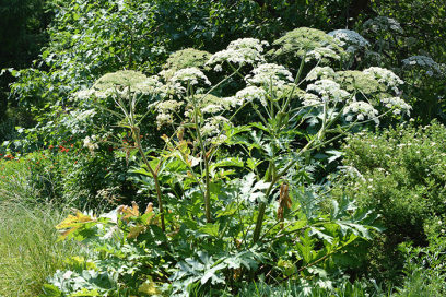 Abbildung Riesenbärenklau
