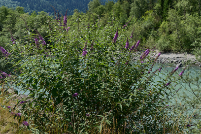 Abbildung Sommerflieder