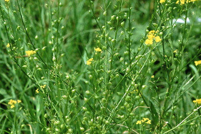 Abbildung Glattes Zackenschötchen