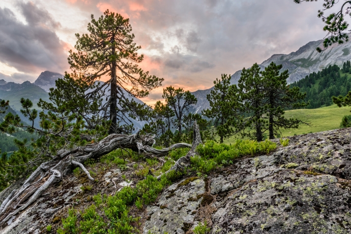 Naturwald Crap Alv Ervedi © lorenzfischer.photo