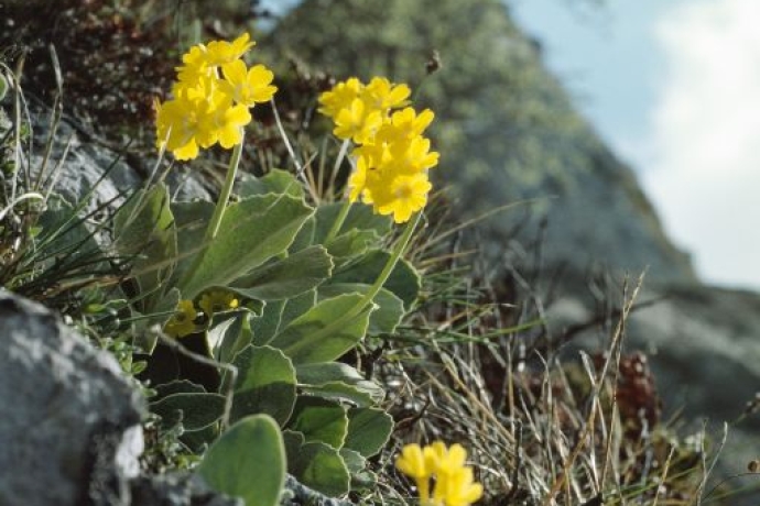 Aurikel © Albert Krebs  Aurikel © Albert Krebs