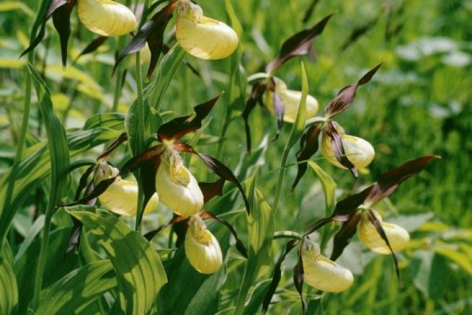 Frauenschuh © Albert Krebs  Frauenschuh © Albert Krebs