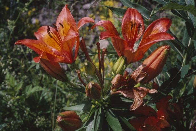 Feuerlilie © Peter Gölz Feuerlilie © Peter Gölz