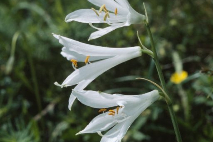 Paradieslilie © Hans Reinhard Paradieslilie © Hans Reinhard