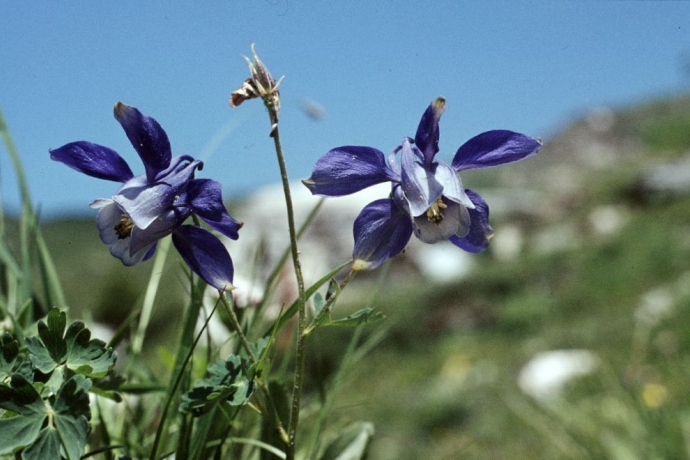 Alpen-Akelei © Hans Reinhard  Alpen-Akelei © Hans Reinhard
