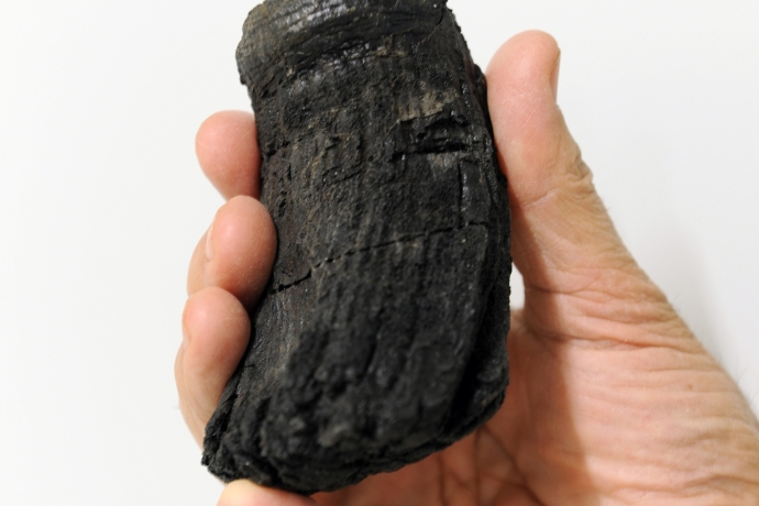 Die Wurzel des gefundenen Zahns vom Chrachenhorn hat einen Durchmesser von 6 Zentimeter; der weltweit dickste bislang gefundene Fischsaurier-Zahn. © Rosi Roth/Uni Zürich Die Wurzel des gefundenen Zahns vom Chrachenhorn hat einen Durchmesser von 6 Zentimeter; der weltweit dickste bislang gefundene Fischsaurier-Zahn. © Rosi Roth/Uni Zürich
