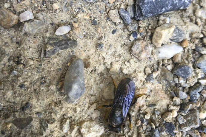 Schwarze Mörtelbiene, in Stierva gesichtet Schwarze Mörtelbiene, in Stierva gesichtet