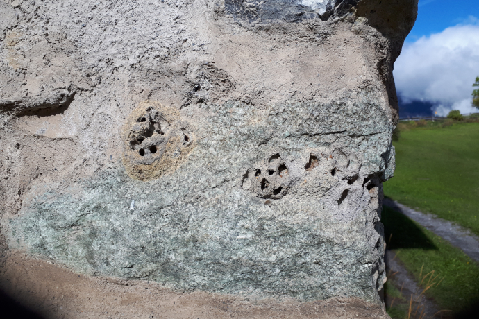 Altes Nest mit Ausschlupflöchern Altes Nest mit Ausschlupflöchern