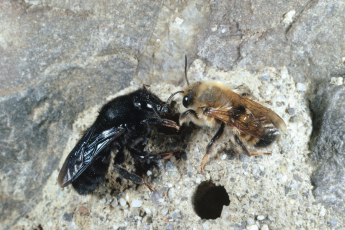 Megachile parietina, Schwarze Mörtelbiene mit Honigbiene Megachile parietina, Schwarze Mörtelbiene mit Honigbiene