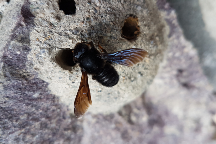 Weibliche Schwarze Mörtelbiene Weibliche Schwarze Mörtelbiene