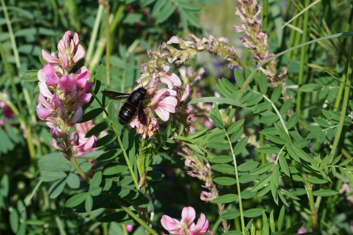 Mörtelbiene auf Esparsette, Alvaschein Mörtelbiene auf Esparsette, Alvaschein