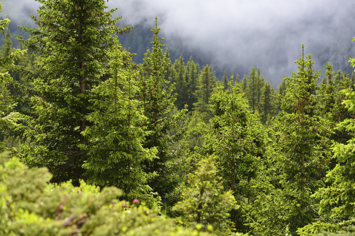 Bergwald auf der Alp Flix © lorenzfischer.photo