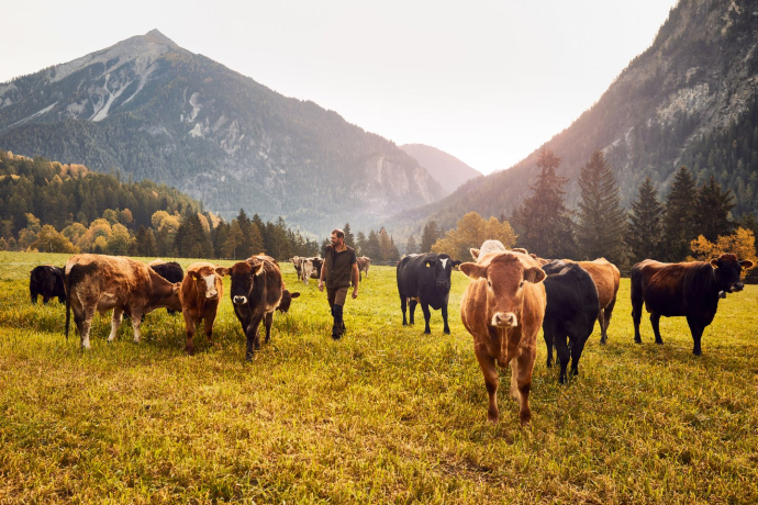 Ranch Farsox, Kuhherde mit Blick taleinwarts Richtung Filisur © Giglio Pasqua