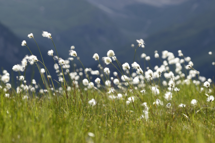 Wollgras © lorenzfischer.photo Wollgras © lorenzfischer.photo
