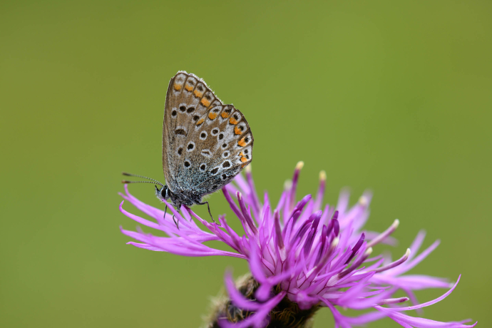 Bläuling auf Flockenblume © lorenzfischer.photo