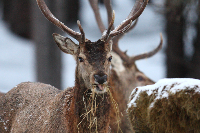 Rothirsche im Winter © Giuliano Crameri Rothirsche im Winter © Giuliano Crameri