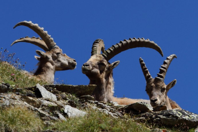 Steinwild © Giuliano Crameri Steinwild © Giuliano Crameri
