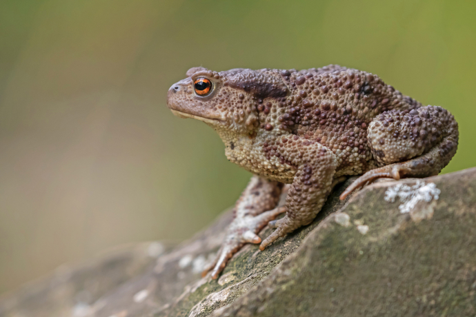 Erdkröte © Shutterstock Erdkröte © Shutterstock
