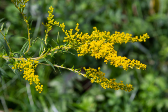 Kanadische Goldrute © Shutterstock Kanadische Goldrute © Shutterstock