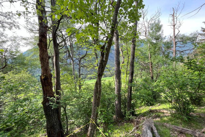 Käferhotspot Solas Davains