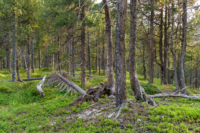 Naturwald Crap Alv Ervedi © Lorenz A. Fischer