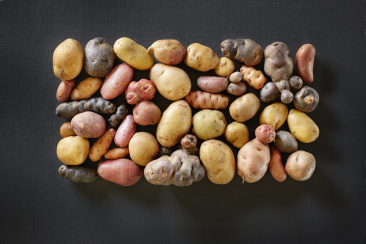 Kartoffeln Biohof las Sorts