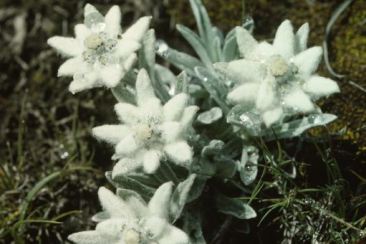 Edelweiss © Albert Krebs 