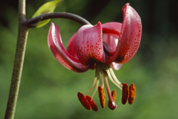 Türkenbund © Albert Krebs 