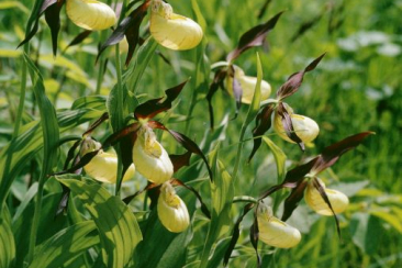 Frauenschuh © Albert Krebs 