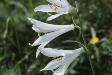 Paradieslilie © Hans Reinhard