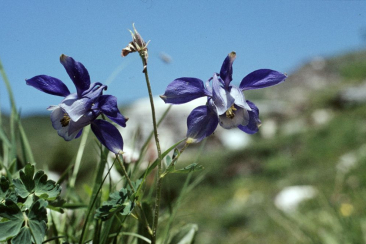  Alpen-Akelei © Hans Reinhard