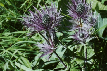 Alpen-Mannstreu © David Aeschimann