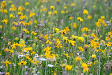 Blumenwiese © lorenzfischer.photo