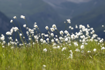 Wollgras © lorenzfischer.photo