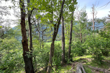 Käferhotspot Solas Davains