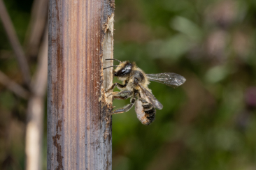 Pollentragende weibliche Stängel-Blattschneiderbiene