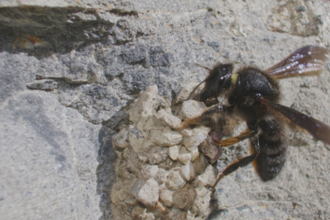 Die Schwarze Mörtelbiene bei RTR Cuntrasts
