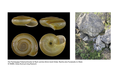 Die Fischäugige Felsenschnecke ist flach und bis 30mm breit.