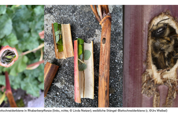 Stängel-Blattschneiderbiene im Rhabarber